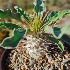 Image result for Pachycarpus eximius