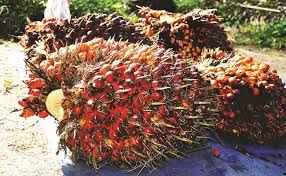 Bagaimana caranya memelihara kelapa sawit agar berbuah banyak? Berita Sawit Mengenal Kriteria Matang Buah Kelapa Sawit