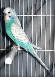 Blue Birds You Can Have As Pets Spangle Sky Blue Male Budgies Budgies Bird Pet Birds