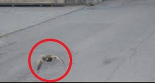 Suisse Un Canard Flashe A 52 Km H Canard Suisse