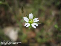 Image result for Cerastium afromontanum
