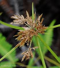 Image result for Pycreus polystachyos