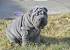 Bear Coat Shar Pei