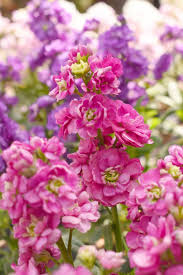 Image result for Matthiola
