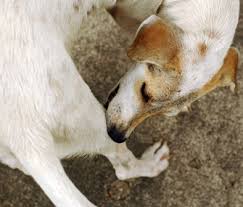 Image result for scabies dogs detail