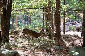 Image result for Pearsonia