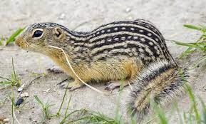 Check spelling or type a new query. Thirteen Lined Ground Squirrels Lawn Damage Aaa Lawn Care