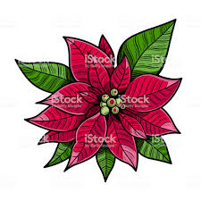 Weihnachtsstern Rot Blumen The Flower Of Christmas Hautnah