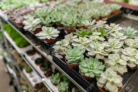 Maybe you would like to learn more about one of these? Garden Center And Wholesale Supplier Concept Many Different Stock Photo Picture And Royalty Free Image Image 123350716