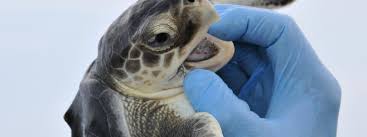 Maybe you would like to learn more about one of these? Protegiendo Tortugas Marinas En El Golfo De Mexico Interamerican Association For Environmental Defense Aida