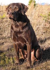 Chocolate Labrador Retriever Labrador Retriever Lab Dogs Labrador Dog
