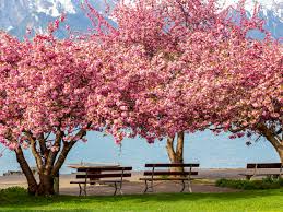 Maybe you would like to learn more about one of these? Kwanzan Cherry Tree Profile And Care Instructions