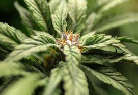 Earth City medical marijuana company trades one dispensary license for  another | Marijuana | stltoday.com
