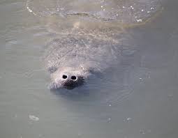 Look for the stacks of the big bend power station and you've arrived. The Manatee Viewing Center In Apollo Beach Florida Picture Of Tampa Electric S Manatee Viewing Center Apollo Beach Tripadvisor