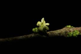 Image result for Tricalysia sp. E