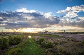 City officials want to remove the trees. How We Created A Monster In The American Southwest Science Smithsonian Magazine