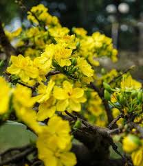 It is considered an important mark for changes, plans, and progress. Foto Von Ochna Integerrima Flowers For Id 137738042 Lizenzfreie Bild Stocklib