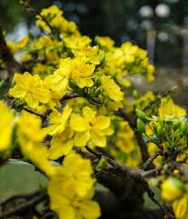 Lunar new year,vietnam,vietnamese new year,vietnam festival,green rice dumplings,fat meat,pickles. Foto Von Ochna Integerrima Flowers For Id 137738042 Lizenzfreie Bild Stocklib