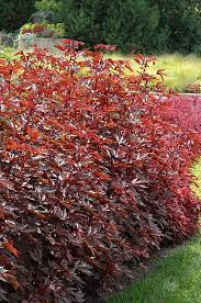 We did not find results for: Mahogany Splendor Hibiscus Hibiscus Acetosella Mahogany Splendor In Chambersburg Hagerstown Pennsylvania Pa At Snavely S Garden Corner