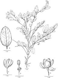Image result for Phyllanthus bernierianus