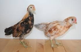 6 weeks, is this a rooster? Marin Chickens 6 Weeks Old Marin Homestead