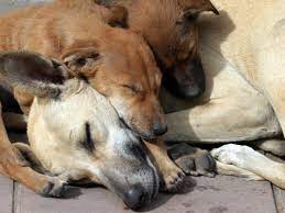 Why is it not allowed to keep dogs in islam. The Moment In History When Muslims Began To See Dogs As Dirty Impure And Evil Quartz India