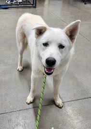 Lost chihuahua in Fresno area