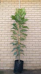 Image result for Ekebergia capensis