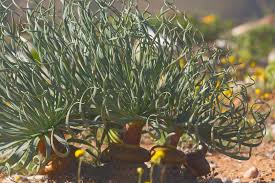 Image result for Gethyllis