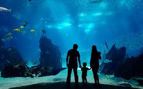 Multi Mall Management Turkuazoo Aquarium Forum Istanbul Facebook