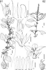 Anre (autoritatea naţională de reglementare în. Revision Taxonomica De Las Especies Monoicas De Amaranthus Amaranthaceae Amaranthus Subg Amaranthus Y Amaranthus Subg Albersia1