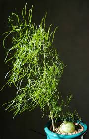 Image result for Bowiea volubilis