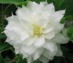 Вид «жгучий мелкоцветковый» или clematis flammula широко распространен в закавказье, передней и малой азии, на средиземноморском побережье европы и африки. Clematis White Taylors Clematis