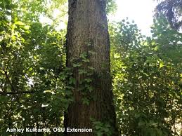 Ontkieming en groeiende instructies worden duidelijk weergegeven op elk pakket voor een succesvolle tuinieren elke keer. Entwined By Vines Bygl