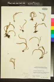 Image result for Pleopeltis  × simiana