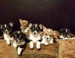 Maybe you would like to learn more about one of these? View Ad Pembroke Welsh Corgi Litter Of Puppies For Sale Near Minnesota Rochester Usa Adn 92564