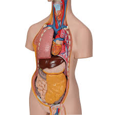 This is a table of skeletal muscles of the human anatomy. Human Torso Model Life Size Torso Model Anatomical Teaching Torso Unisex Torso 14 Part Torso Model