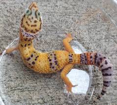 You can also have a combination aberrant with other morphs. Available Wild Types Ph Tremper Albino Blizzard Celestial Geckos