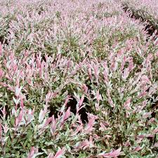 The plant will form an attractive arching habit if left unpruned. Dappled Willow Flamingo Salix Integra My Garden Life