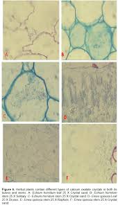 Druse crystals is only found in a plant cell it kills any harmful bacteria that has invaded by the cell membrane. Journal Of Medicinal Plants Research Occurrence Of Calcium Oxalate Crystals In Some Wild Plants Used In Traditional Medicine In Saudi Arabia