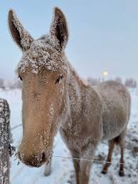 Available. Select album name for more photos, birth to present. Wainwright,  AB $ is in 🇨🇦 funds. If buyer is interested in a pair of champagne mules  I'd sell her full brother,