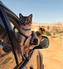 Henry The Colorado Dog Henry Baloo Dog Love Animals Beautiful Animals Friends