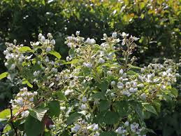 Zudem sind sie sehr weich und lassen sich auch ausgesprochen leicht von ihrem trieb entfernen. Wilde Brombeere Rubus Fruticosus Baumschule Horstmann