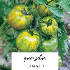 Green Zebra Tomato Migardener Green Zebra Tomato Heirloom Tomato Seeds Tomato Seeds