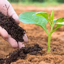 You can throw the manure in a compost pile or let it rot on its own, although it will have a strong odor if you do this. Ecofynd 100 Organic Vermicompost Fertilizer Manure For Plants Natural Organic Nutrient Rich Plant Food Fine Quality For Home Garden Patio Balcony Gardening Amazon In Garden Outdoors