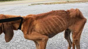 1,757 likes · 5 talking about this · 81 were here. Newport Animal Shelter Director Charged With Animal Cruelty