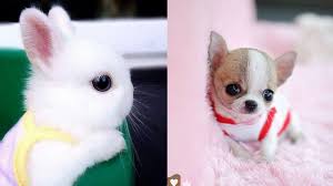 Explore quality animals wildlife pictures, illustrations from top photographers. Cutest Animals Cute Baby Animals Videos Compilation Cute Moment Of The Animals 7 Youtube