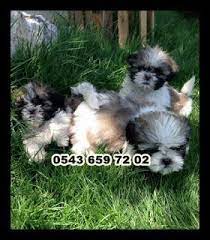 satilik shih tzu yavrulari 0543 659 72 02 panosundaki pin