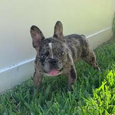 Once in a blue moon lines on both sides! French Bulldog Merle 2300 Frenchieforsale Frenchie4sale Frenchbulldogforsale Frenchbulldog Frenchiebulldog Fre French Bulldog Bulldog Puppies Bulldog