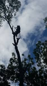Questions d'entretien chez wright tree service. Wright Time Tree Home Facebook